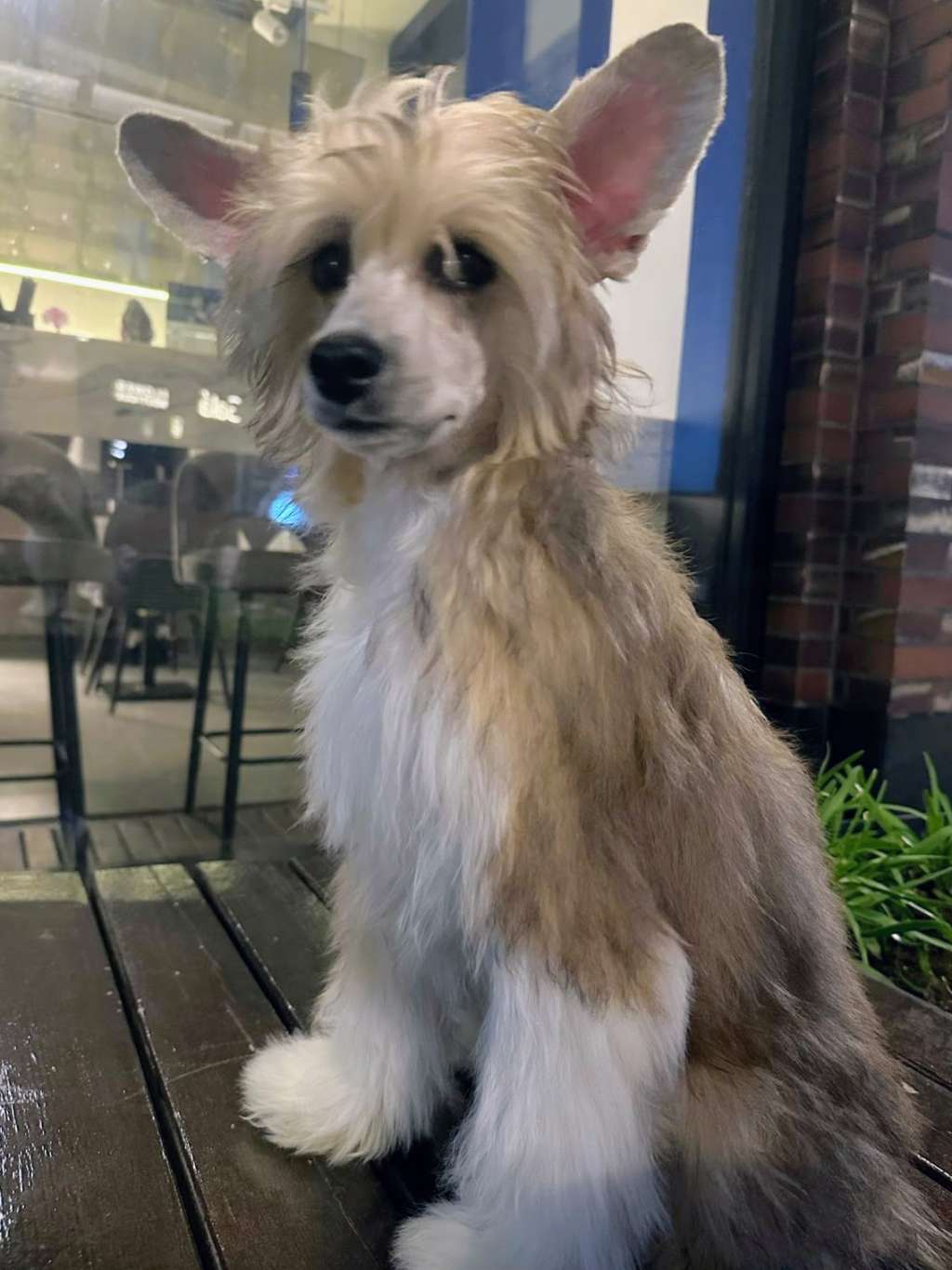 Fan Fan Tulpan iz Chudnoy Doliny