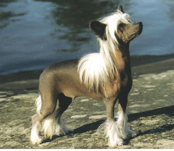 Crestwood Amazing Amazon