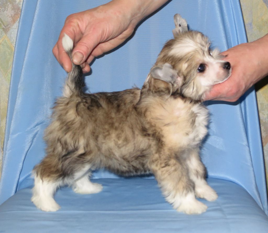 Vernisazh Mari Barabas Iris