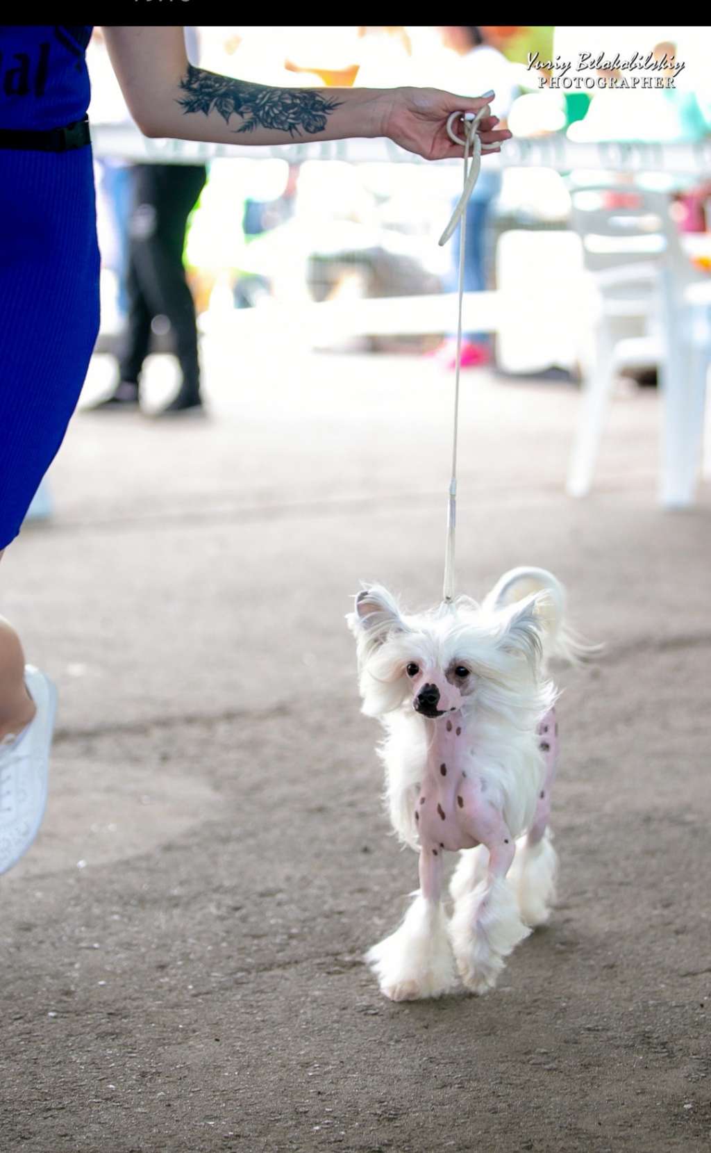 Shumllea Pretty In Spots