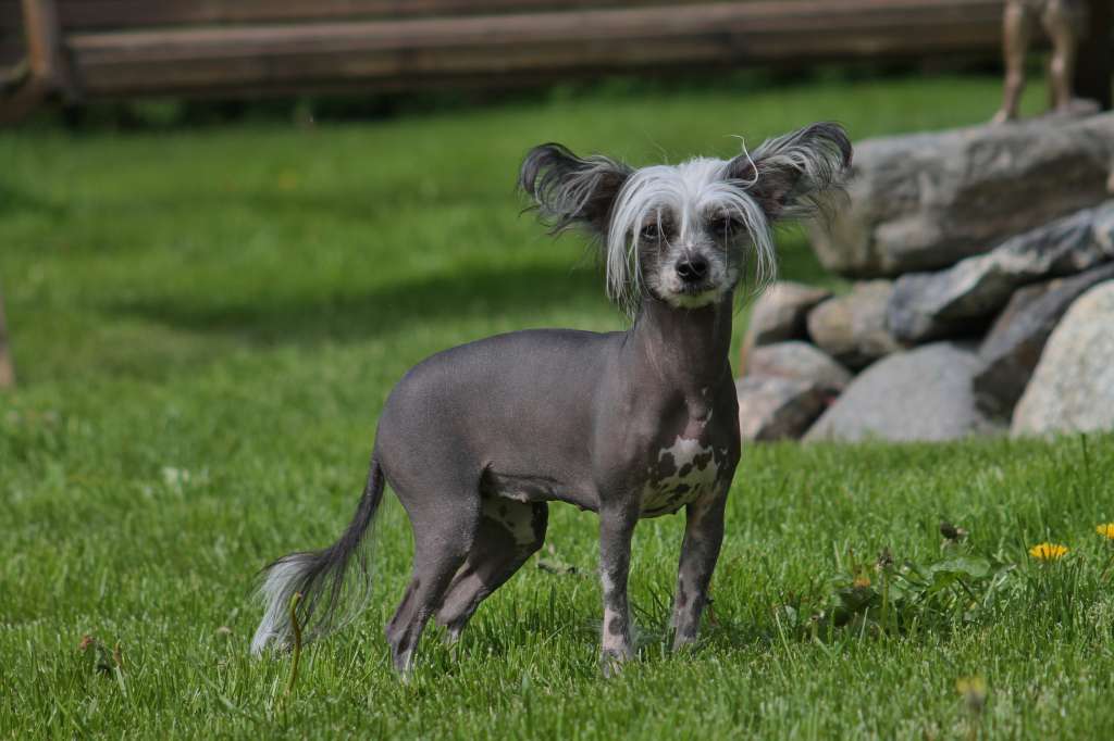 Uniikkitassun Eka Aito Naku