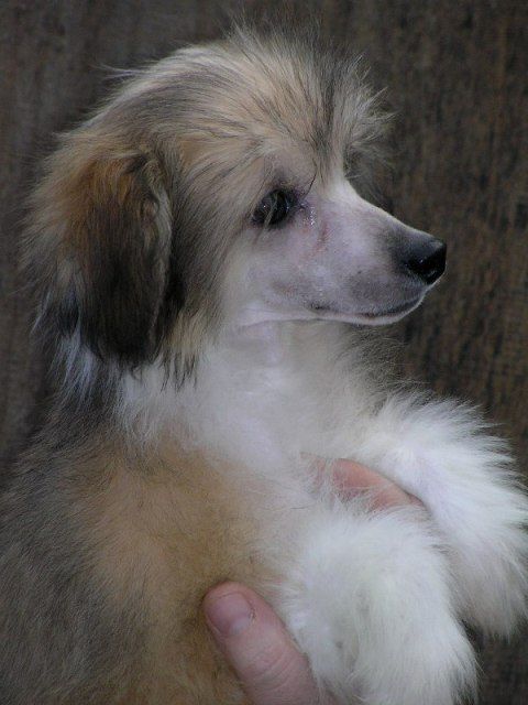 Elfgrace Enjoi Farat