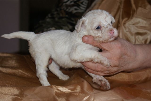 Vellar Pljus Fan Tyushka