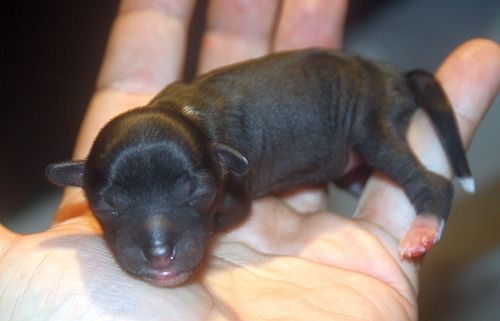 Acierto's Dior Me Dior Me Not