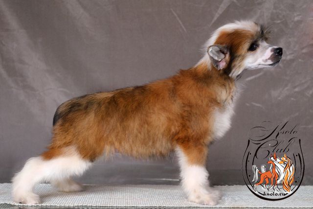 Ksolo Club Luxury Girl