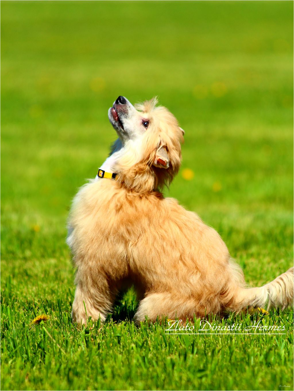 Zlato Dinastii Hermes,