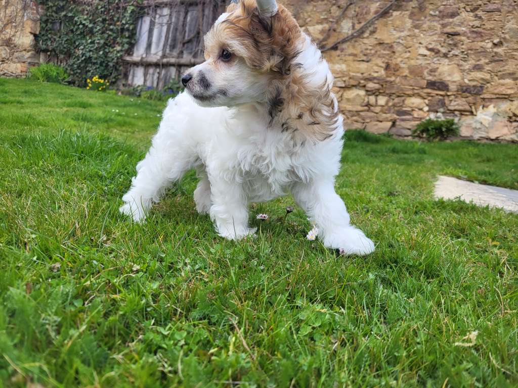 Bailey calima elenis