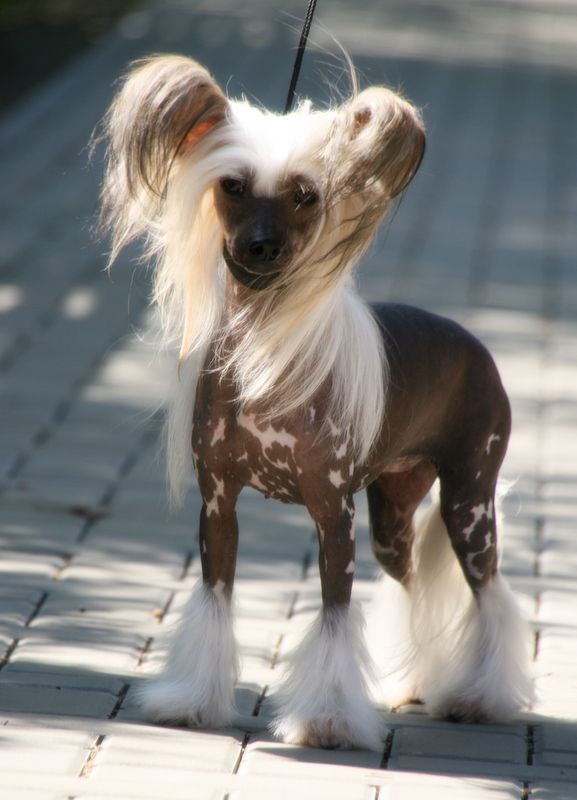 Solino's Makybe Diva