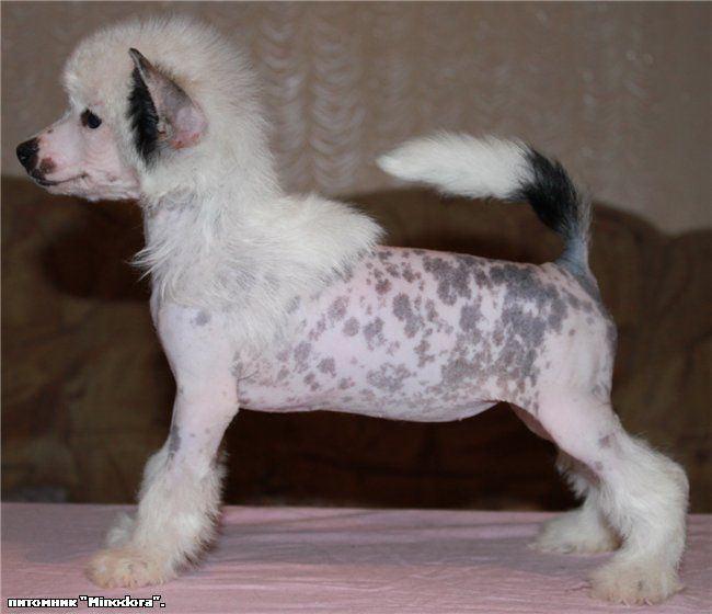 Mirta LaJoie du Ring Minodora