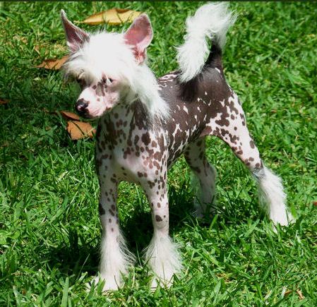 Woodcrest Underlined In Pink