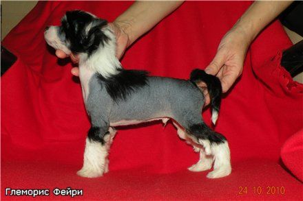 Glamorous Fairy Douglas