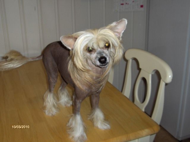 Gulleiv's Princess Shakira Beyonce