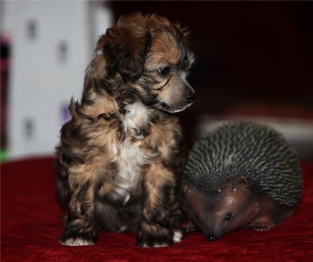 Red Hot Line Damelis Al-Top 