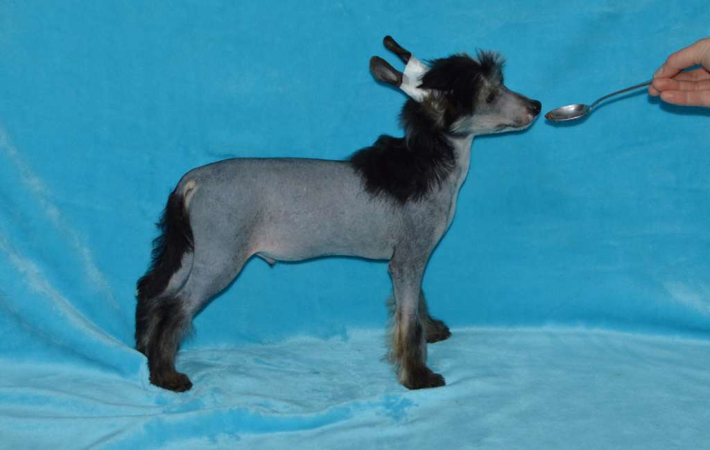 Scooby Doo z Andelovy dlane