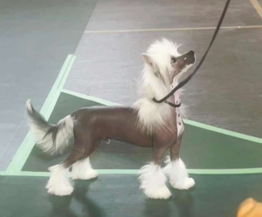 Taja Stone Cold Sobare