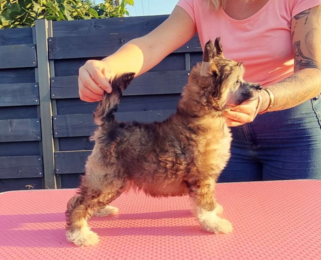 Dziendoberek Aurinova