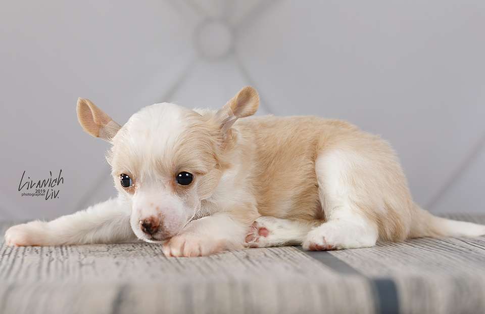 Ilory Ready Steady Go