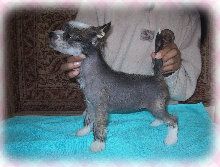 Rino Anne JP Quartet For Bulan