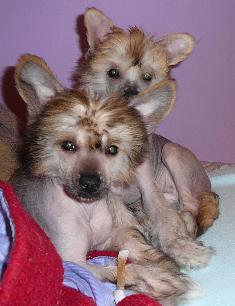 Huckleberry Bos Bohemia