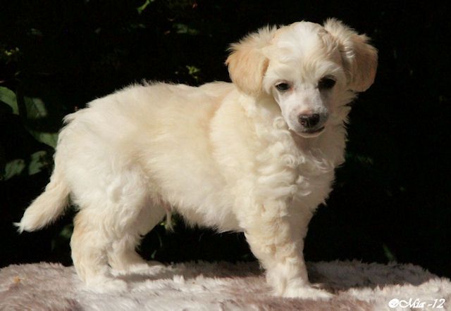 Candy Queen's Bashful Dwarf