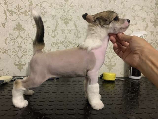 Fiery Fame Warm Ginger