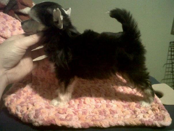 Koridawns Jessica Opal