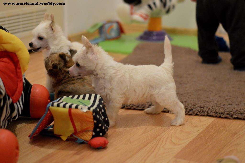 Zone Of Gentleness Mor Leanai