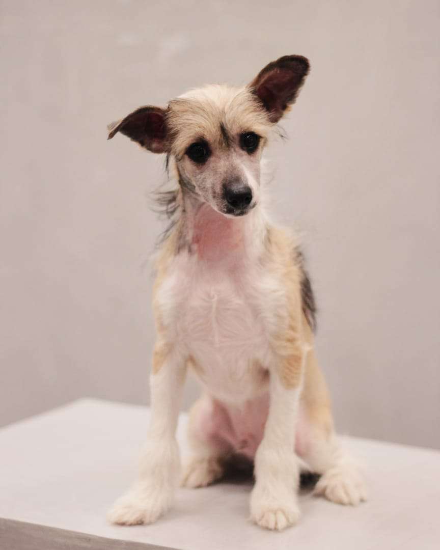 Ksolo Club Imperator Ki