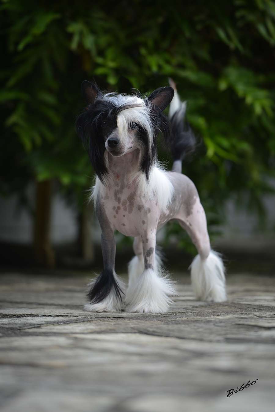 Lapinus Argos Legacy Zelda