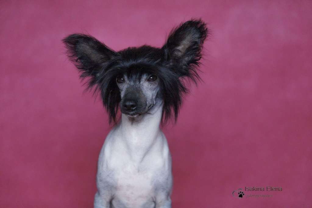 Marydance Just Say Yes