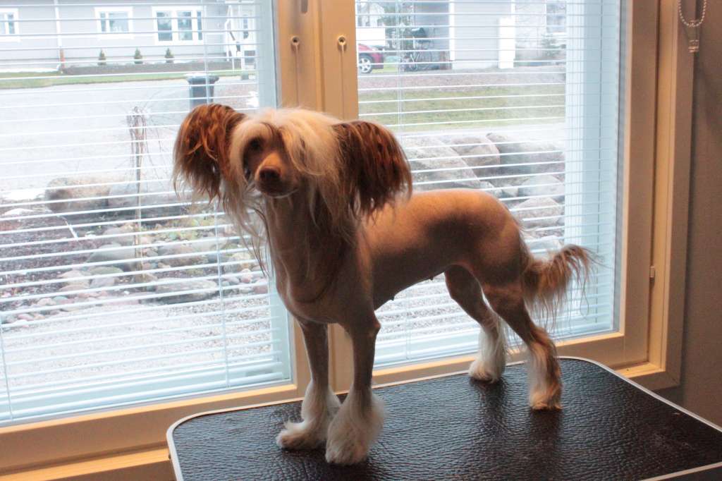 Apinapartion Chocolate Dream To Allegranden