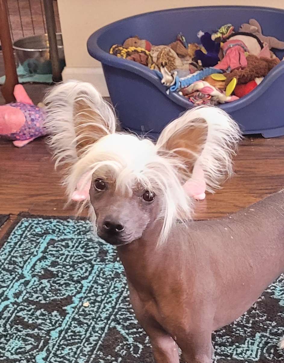 Altacrest Palmetto Little Sister