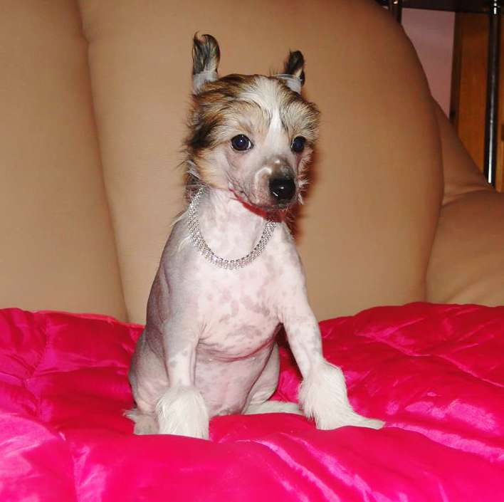 Tiramisu Capo Vaticano