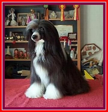 Il Trovatore Della Castafiore