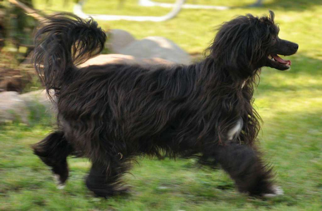 Killer Queen  von Shinbashi