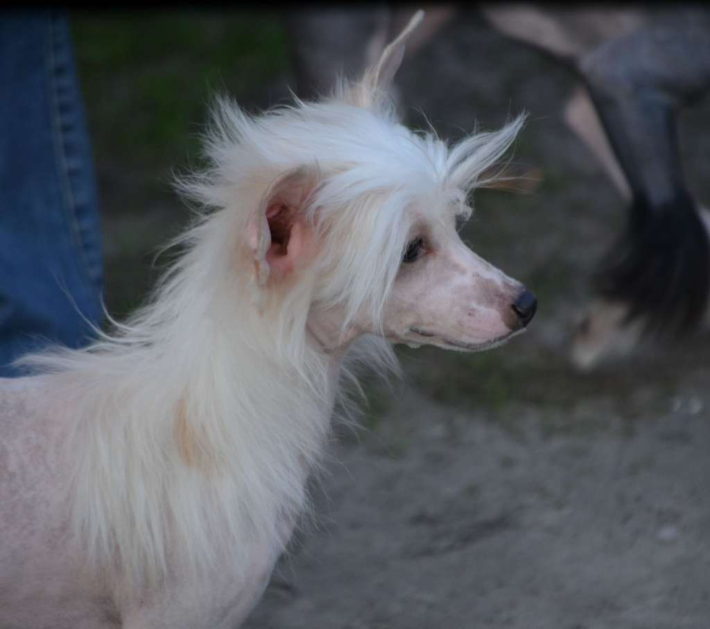 Magic of Success Zavier