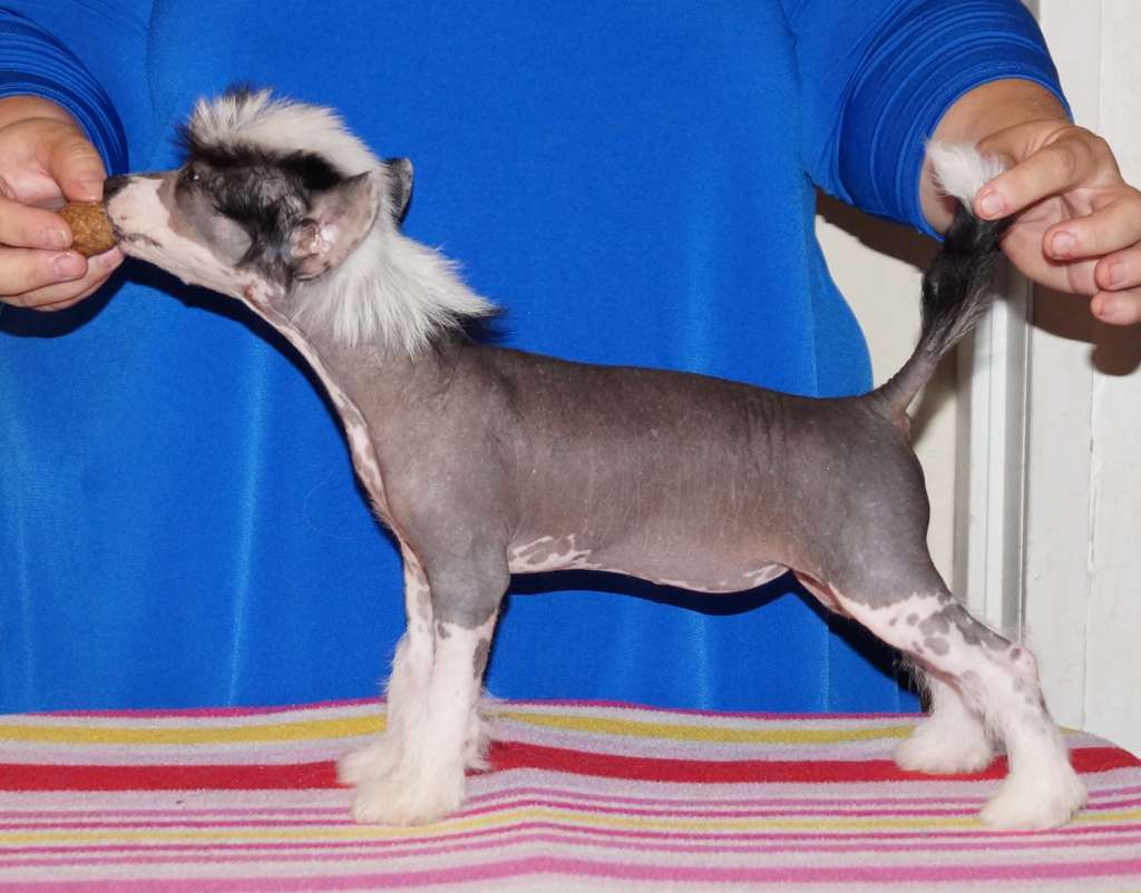 Sun Dan Million Dollar Baby