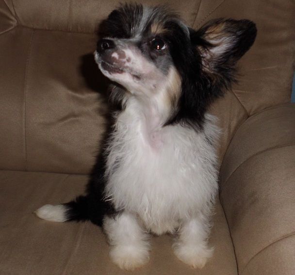 Perra Con Prognatismo De Los Jumichatos