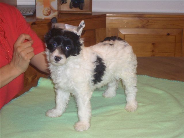 Find your Way Fantasy Island