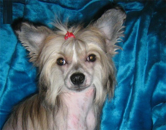 Orero Lovely Yugo Fly