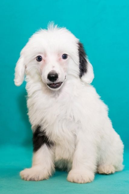 Apriori Vip Irlandia