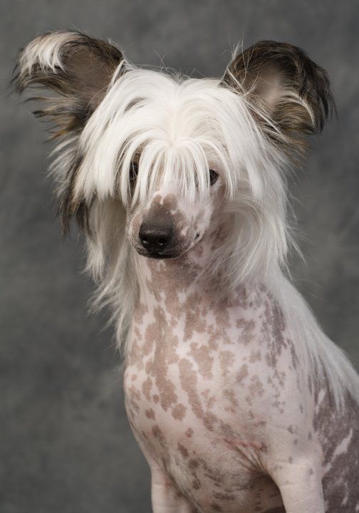 Chinese by Storm's Quark