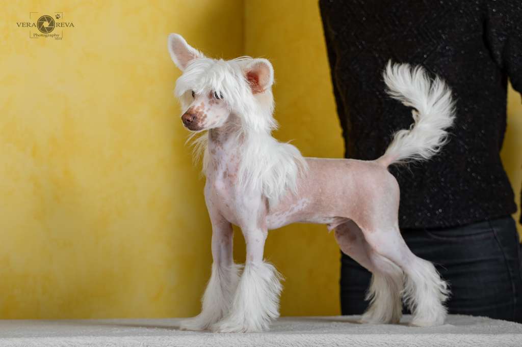 Cladary Triumph Gallab Bond