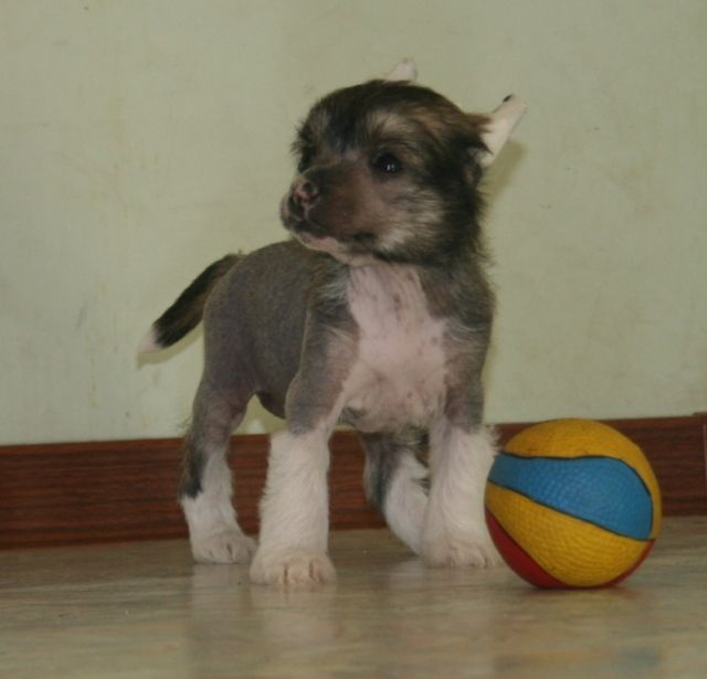 Sky Miracle Emblem Of Love