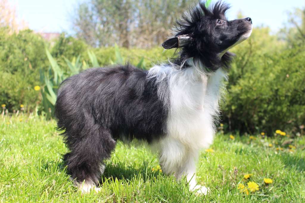 Shock Wave de Fageiro