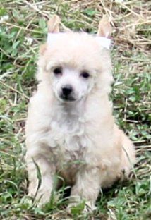 Jonbrecy's Fancy Golden Zodiac