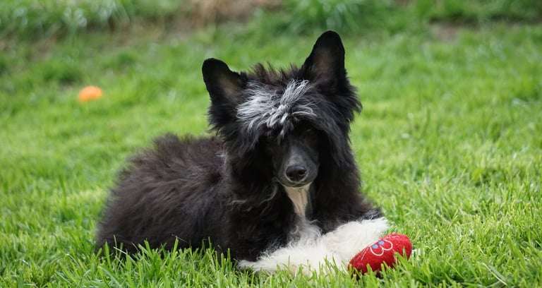 Sonya Planet Of Dream