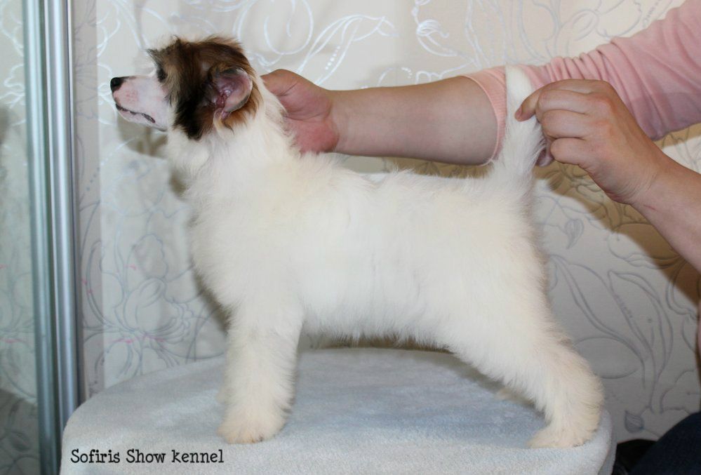 Sofiris Show Beloved by All