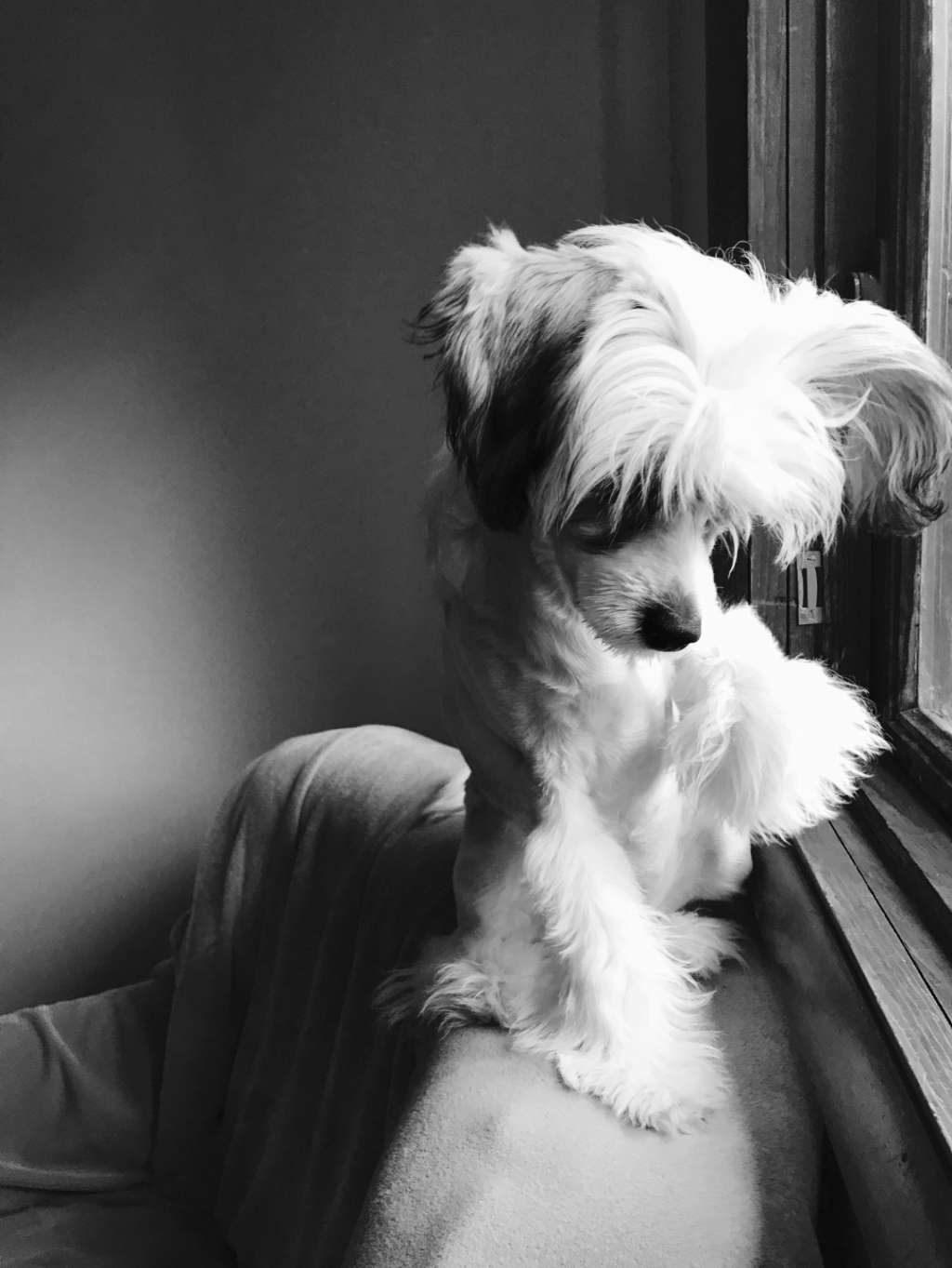 Zadie Adel of Long Haul Cresteds