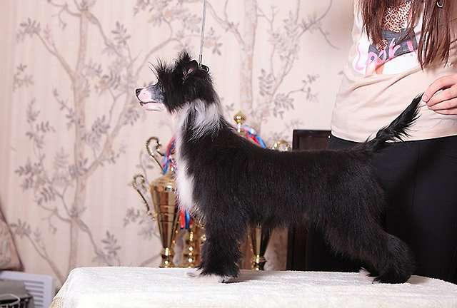 Fabeltier Crush On You